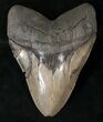 Heavy Megalodon Tooth With Serrations #16397-1